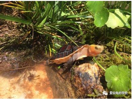 黄缘龟该如何造景,黄缘龟造景用河沙