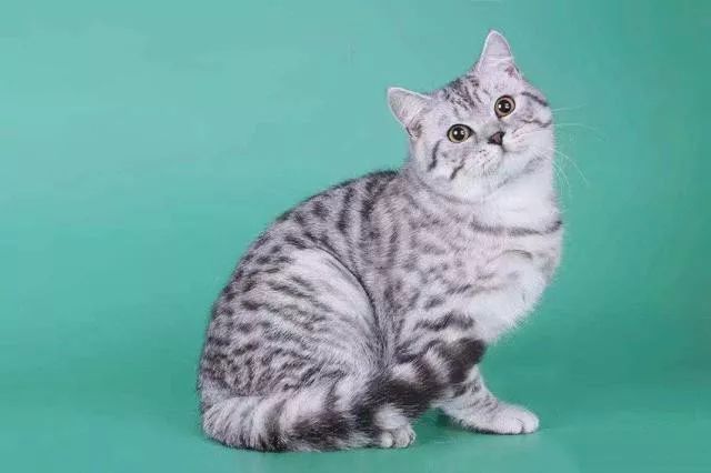 好养的猫品种排行榜,美短是品种猫吗