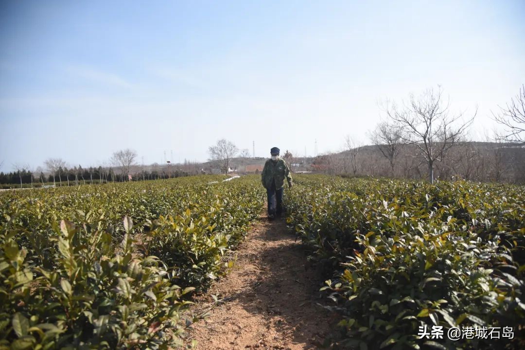 石岛即将开发的项目,石岛的项目