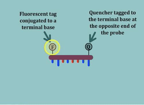 美国新冠自测官方承认吗,检验新冠核酸的试剂有哪些