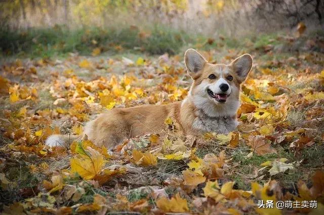 怎么判断柯基发情期了呢,柯基发情期特征