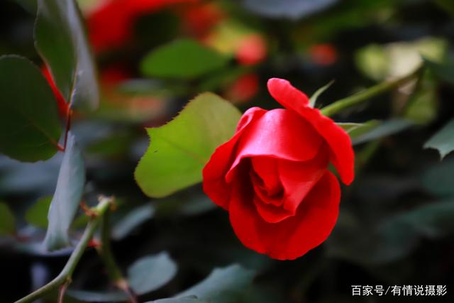 相机测光和对焦的使用方法,测光与对焦如何快速选择操作方式