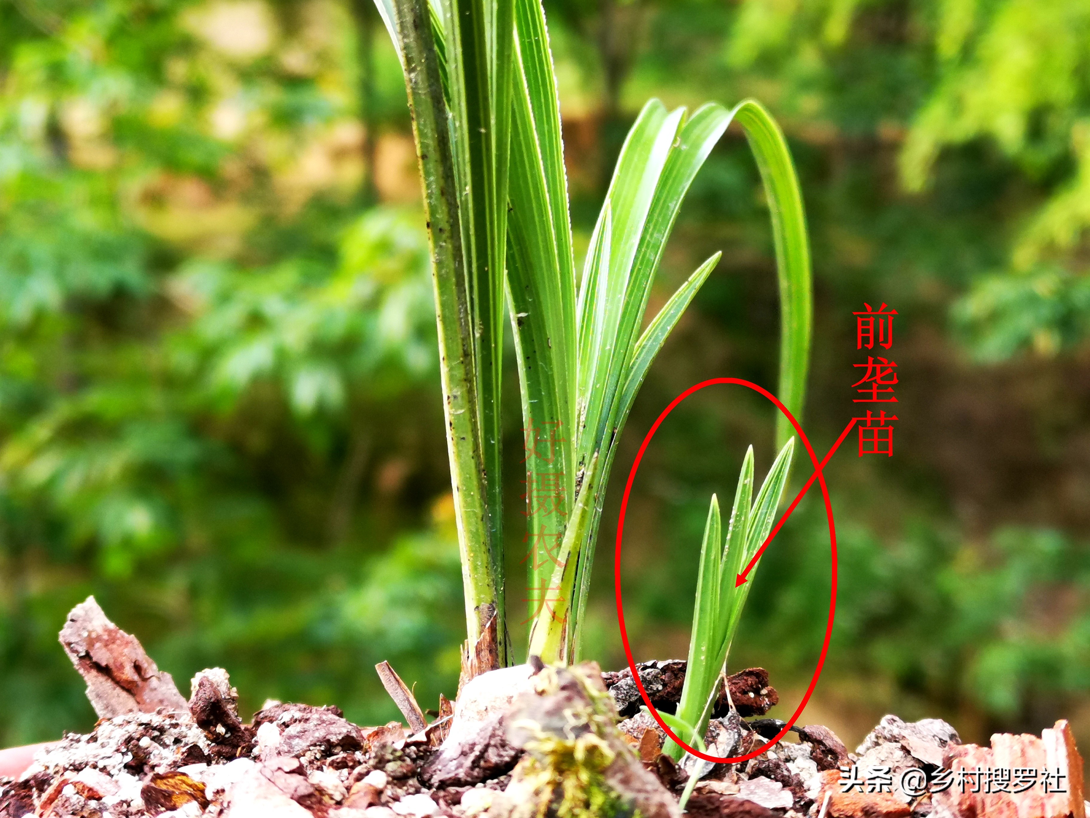 蕙兰海底芽形成原因,蕙兰苗怎么养才能壮