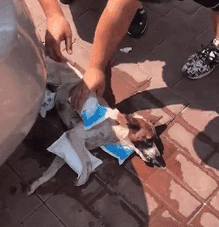 猫咪中暑可以吃点罐头补水吗,猫咪中暑打了针还不见好