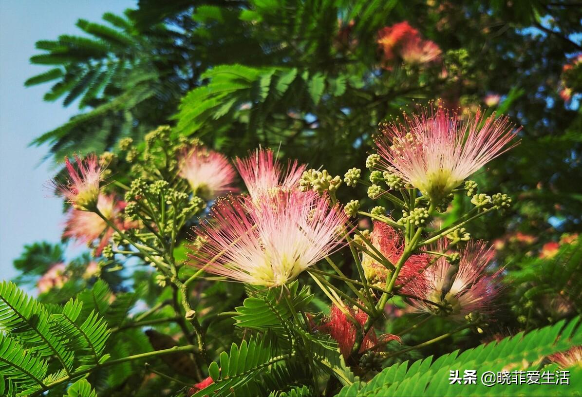 老中医喜欢养“6种花”，好看又养人，有利健康