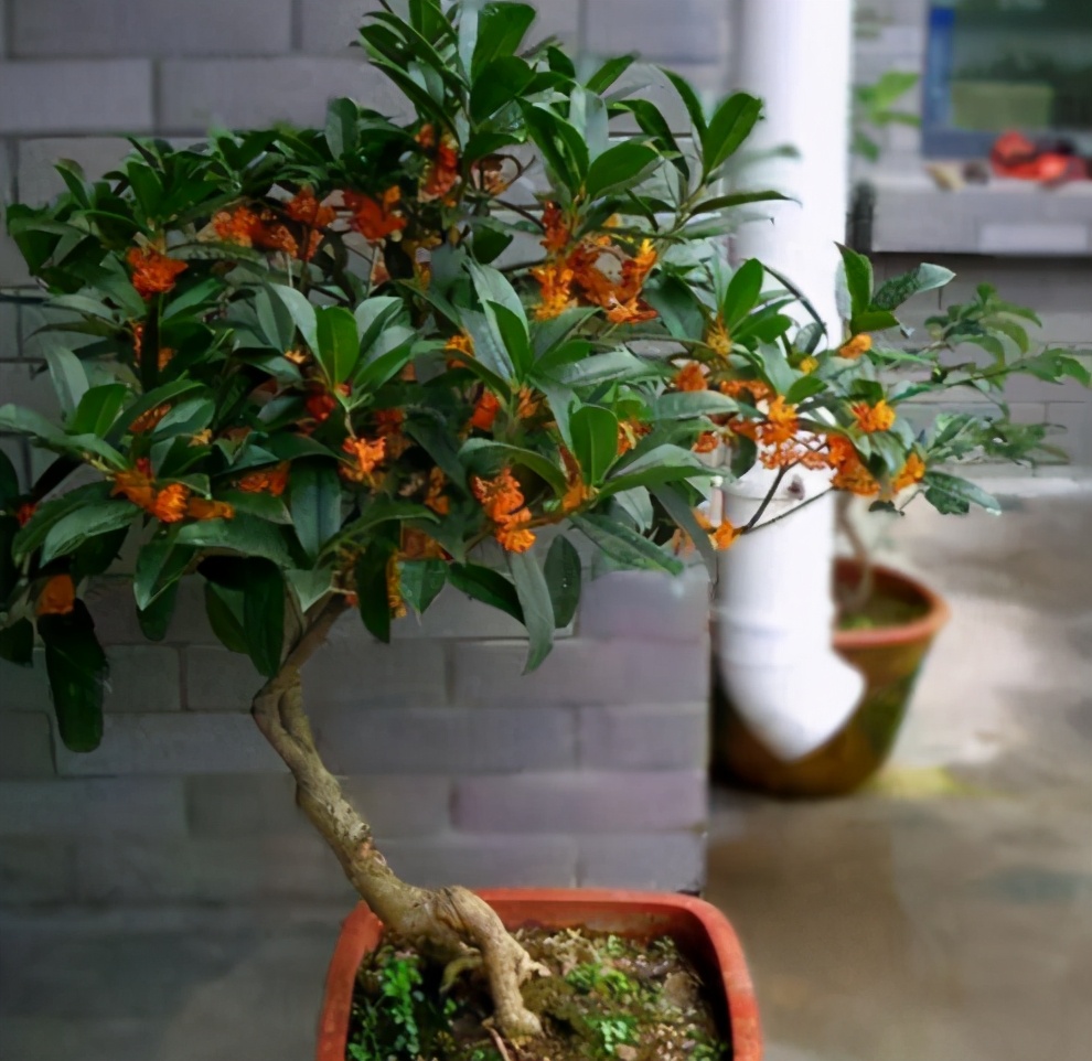 买的花活不久是什么原因,从市场买回来的花过几天叶子就黄