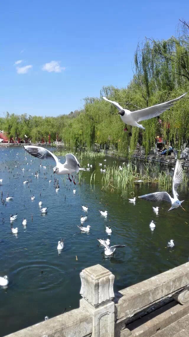 我眼中的昆明,昆明春之城