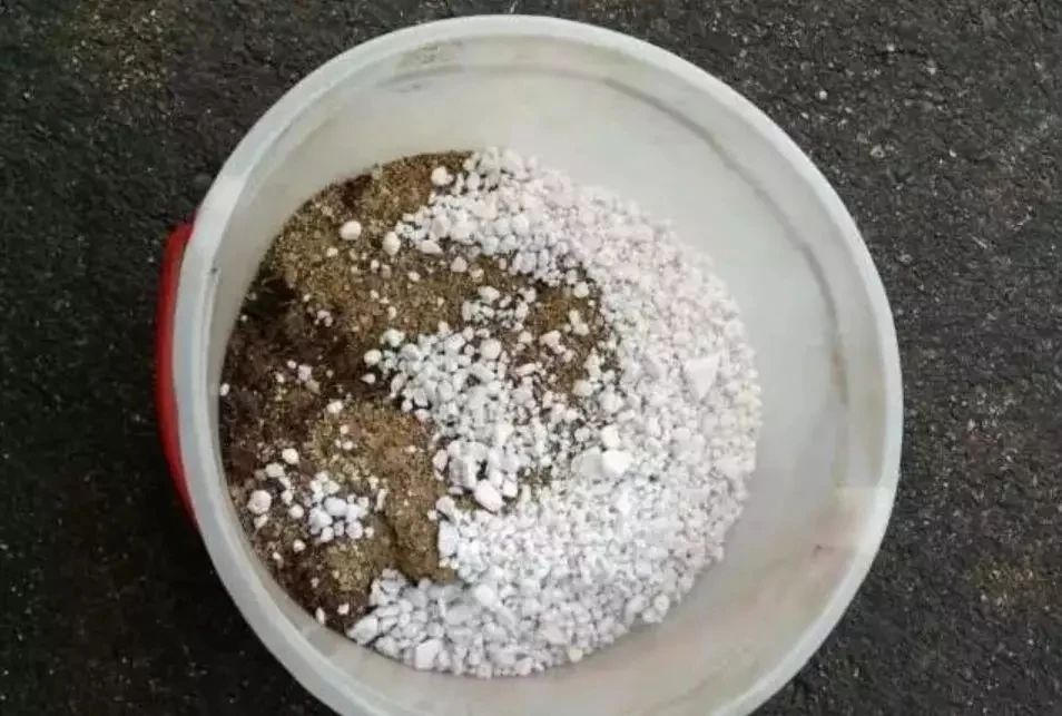 刚买的带盆多肉怎么处理,原盆原土的多肉回来怎么上盆