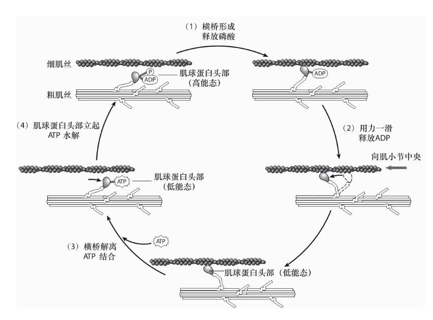 骨骼肌收缩全过程讲解,骨骼肌以什么形式收缩