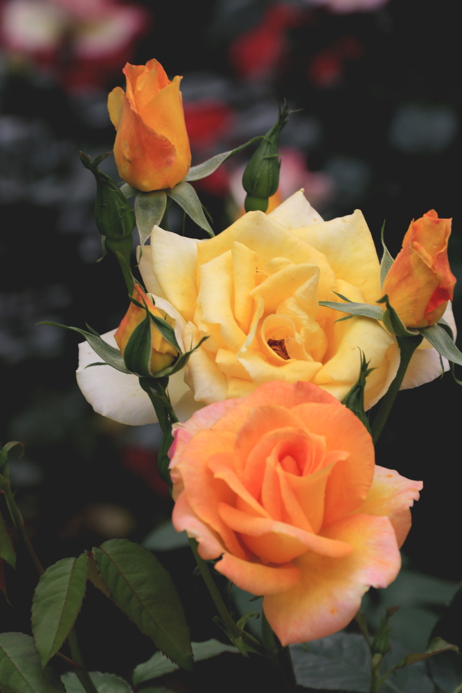 蜗牛与黄鹂鸟口琴,女生吹奏口琴蜗牛与黄鹂鸟