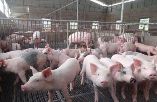 猪口有白沫不吃是怎么回事,猪嘴巴有泡沫不吃食怎么办