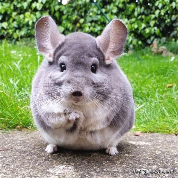 饲养公龙猫好还是养母龙猫好,龙猫怎么养视频教程全集