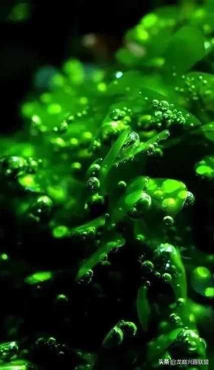 沉木绑扎什么莫斯好,珊瑚莫斯怎么绑扎