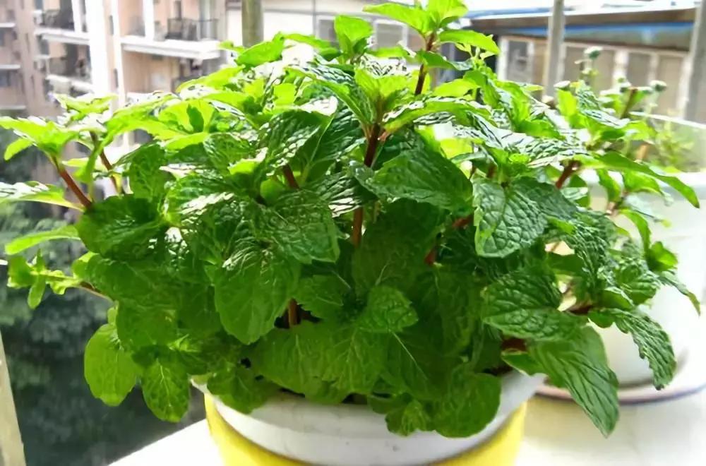 什么花吸甲醛油烟,能吸甲醛油烟的20种植物家家必养