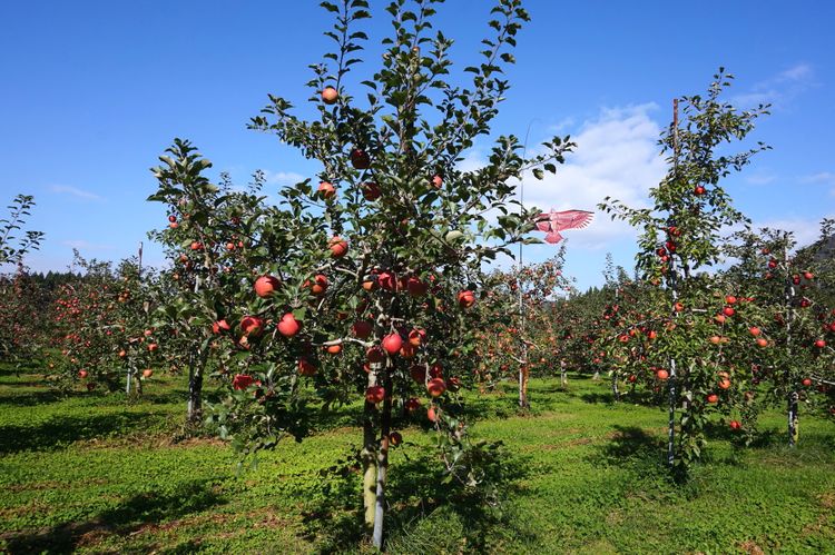 日本自由行奈良,日本秋田大馆旅游