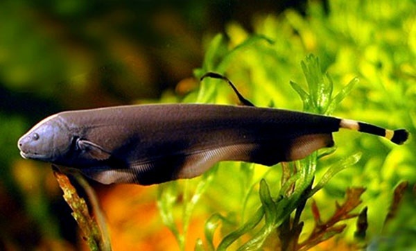 魔鬼刀鱼养殖方法,小型观赏鱼魔鬼刀