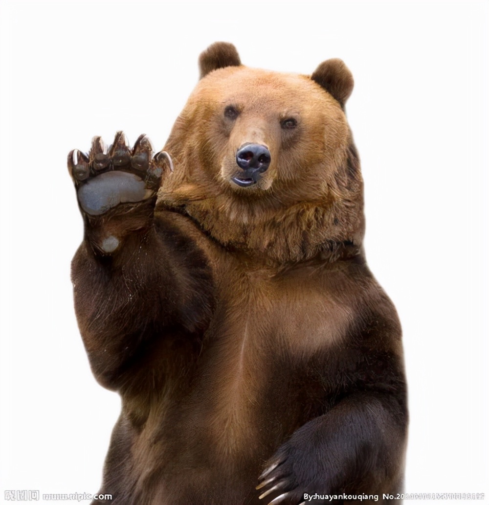 小熊救爷爷的故事,70岁老人救小熊视频