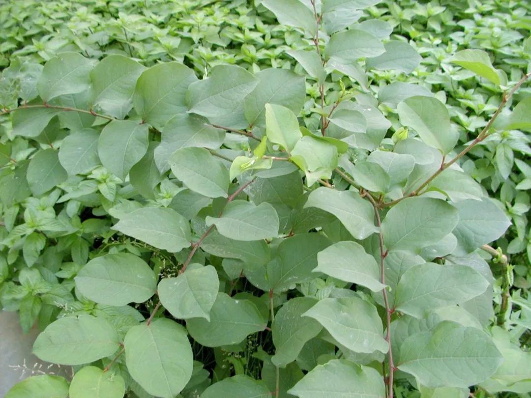 带你们认识这些野生草药,农村随处可见的几种野生中草药