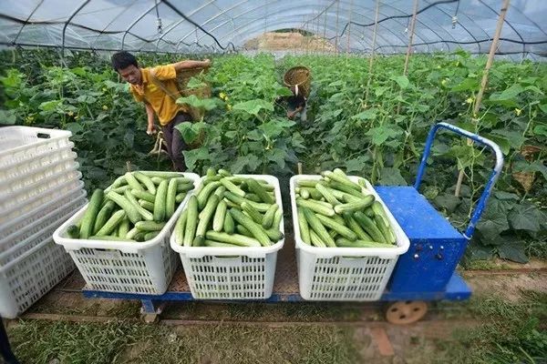 小芈要回农村之城里的菜好贵