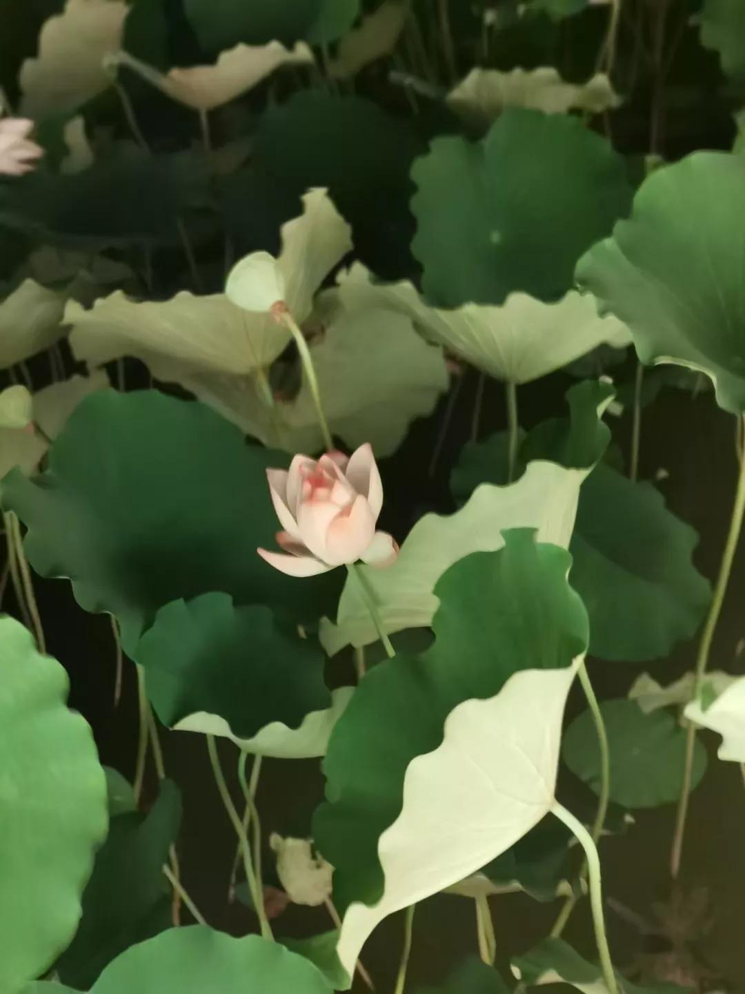 似水流年初中散文阅读,似水年华优美散文