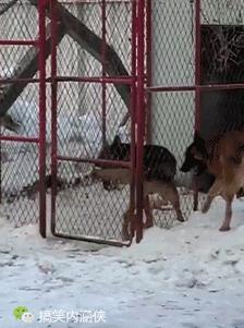 搞笑动图gif狗,搞笑动图gif猫咪