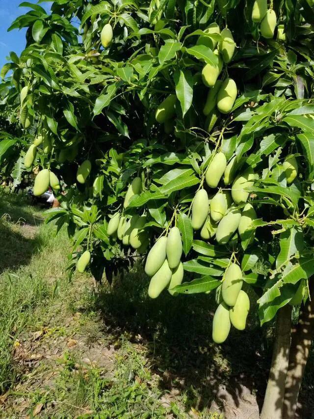 芒果树最甜的品种,芒果树哪种品种好吃