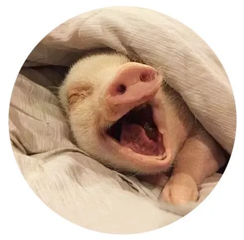 猪年元素单品有哪些,猪年限定系列