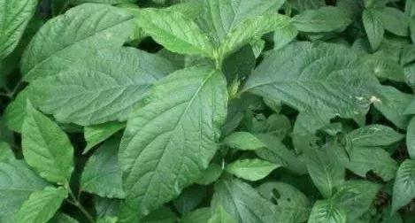 金口河川牛膝基地,金口河川牛膝基地雪景