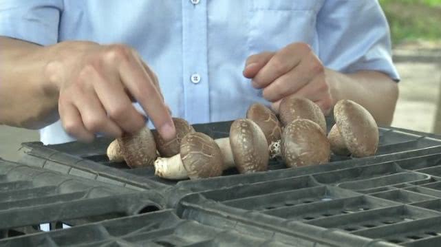 种植香菇一亩能产多少斤干货,农村大哥种18亩地