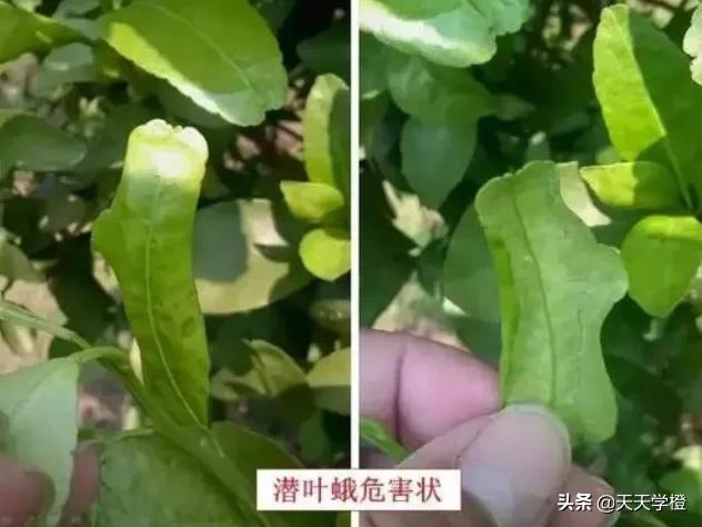 柑橘潜叶蛾的危害症状及防治措施,柑橘潜叶蛾防治最佳方法