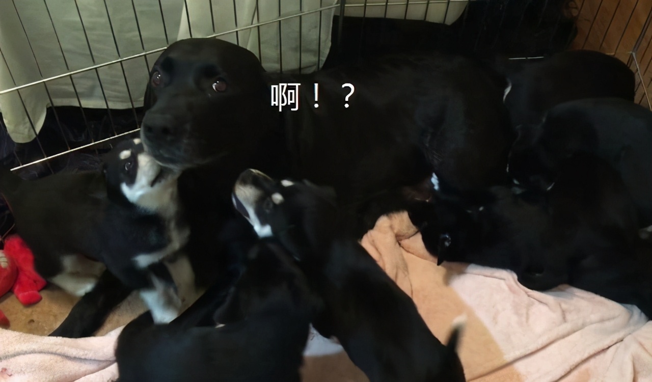 拉布拉多全生小奶狗,拉布拉多狗子生小奶狗