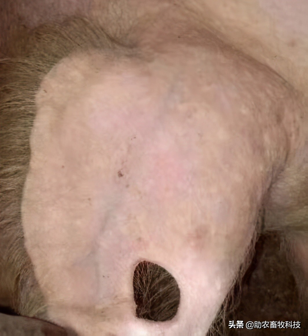 原创运用中草药防治非洲猪瘟有效吗？组方和有效防治措施分享