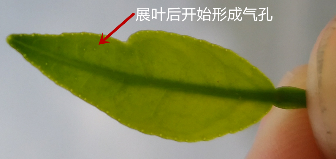 无核黄皮幼果管理,人工疏除不良幼果