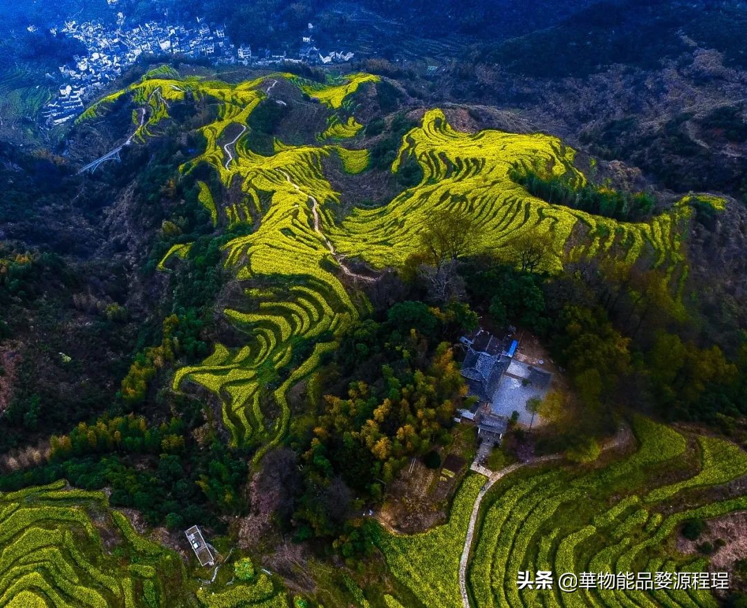 婺源这片仙境般的油菜花田已上线！超级美腻！赶紧约起来