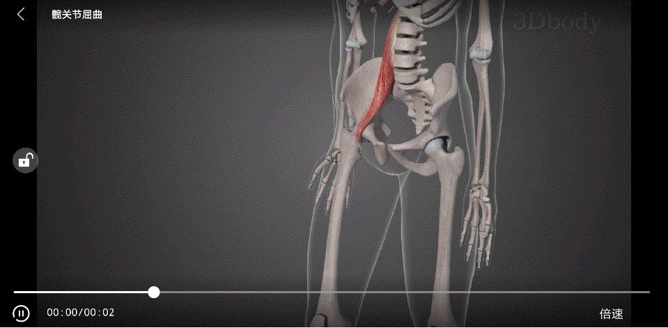 练这几个动作让你的大腿又细又直,大腿练细了小腿越练越粗