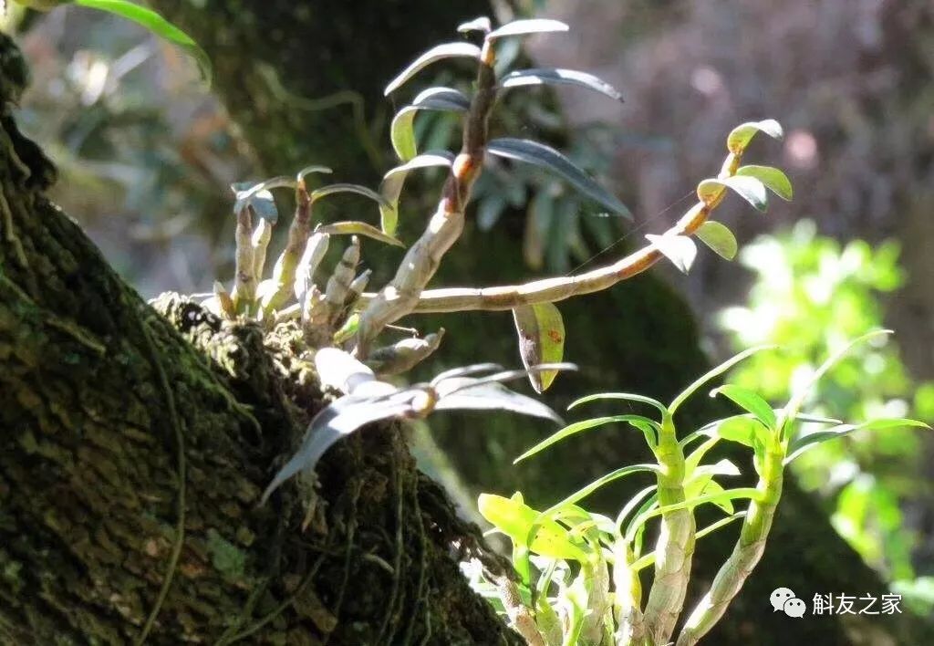 石斛兰对水质的要求你了解多少？