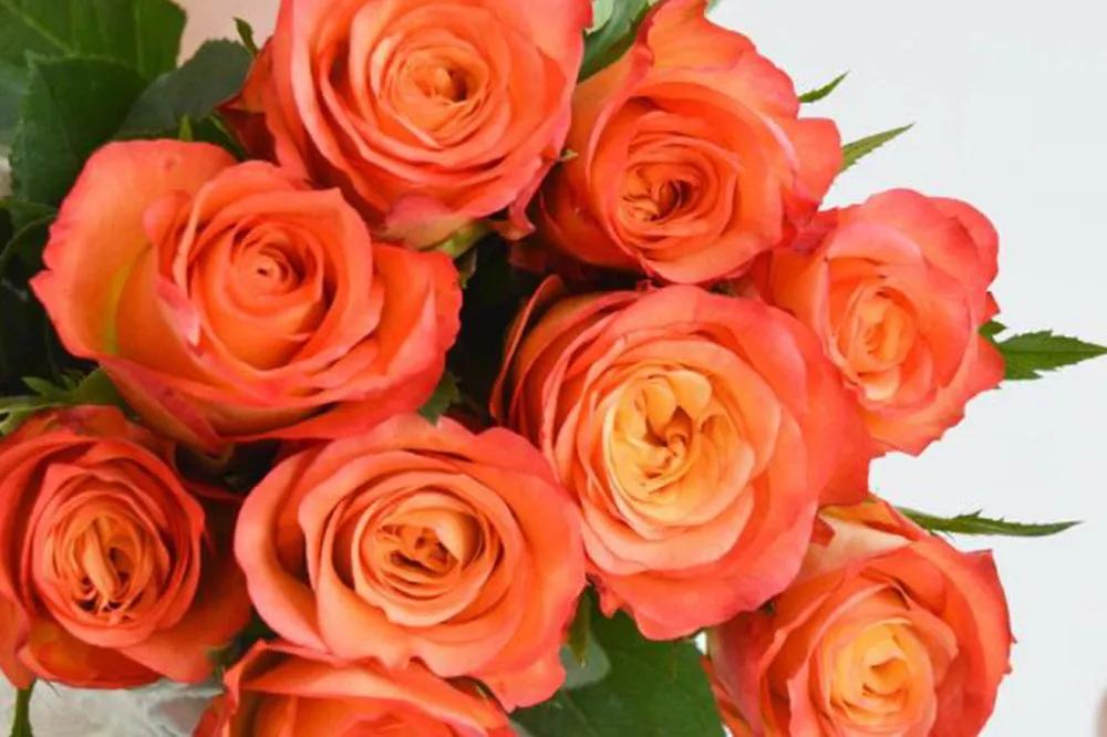 花店必备的5款玫瑰,鲜花图鉴一次性认识30种玫瑰花