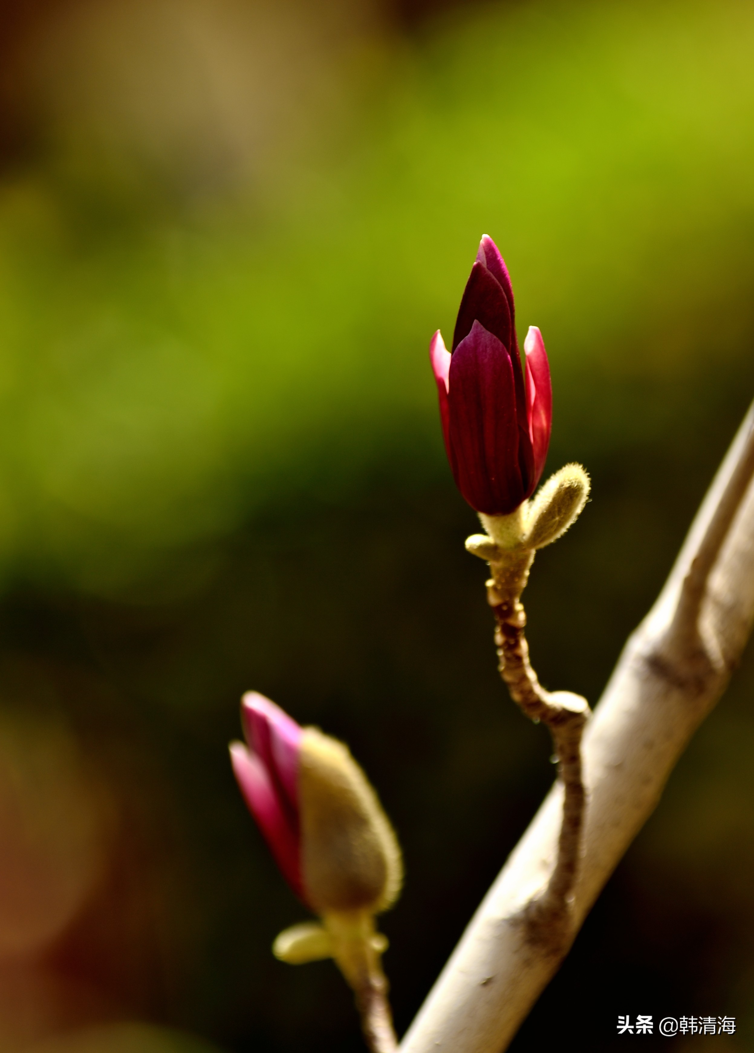 天津南开水畔花园洋房,天津南开区水畔花园