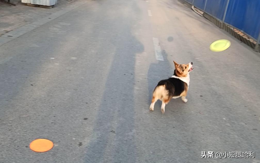 狗舍怎么养柯基,新手养狗适合养柯基吗