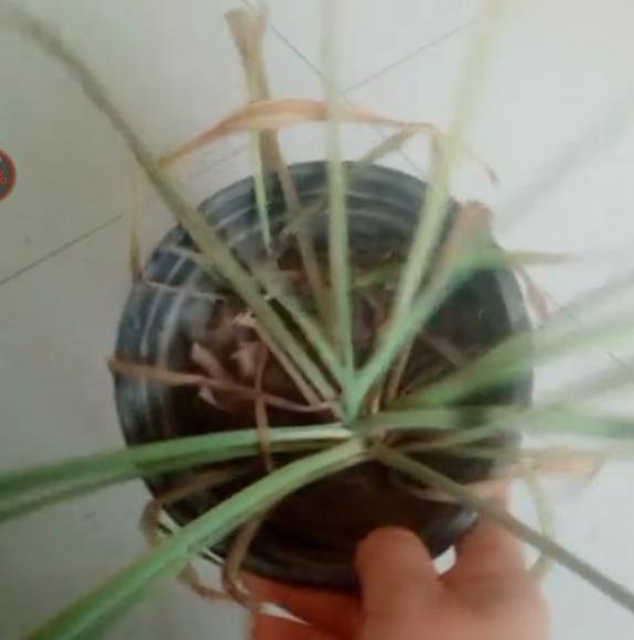 铜钱草养成吊兰怎么回事,吊兰黄叶怎么办用什么肥料