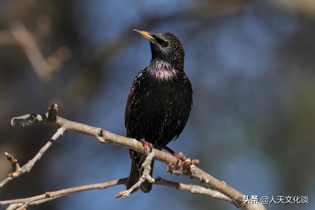 散文语言优美句子,散文语言写作技巧讲解