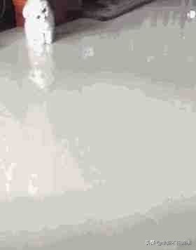 猫咪脖子有点歪怎么办,猫咪睡觉把耳朵都睡歪了