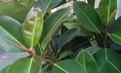 什么绿植吸收甲醛最好,大绿植吸甲醛比较好的都有什么