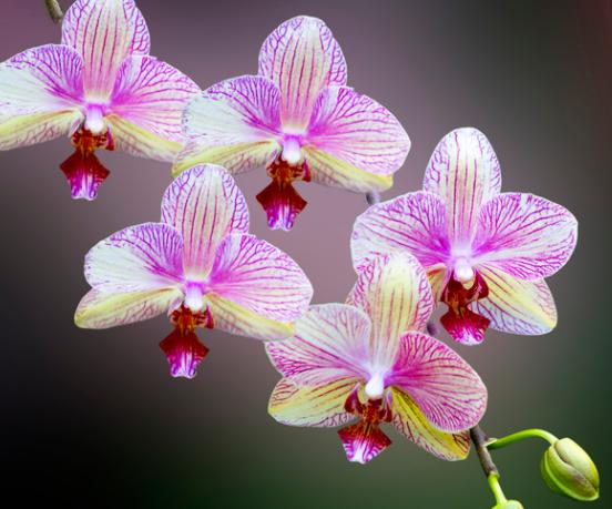 兰花开败后如何护理,兰花缺水怎么快速恢复