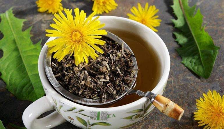老年人蒲公英茶可以天天喝吗,天天喝泡的蒲公英会中毒吗