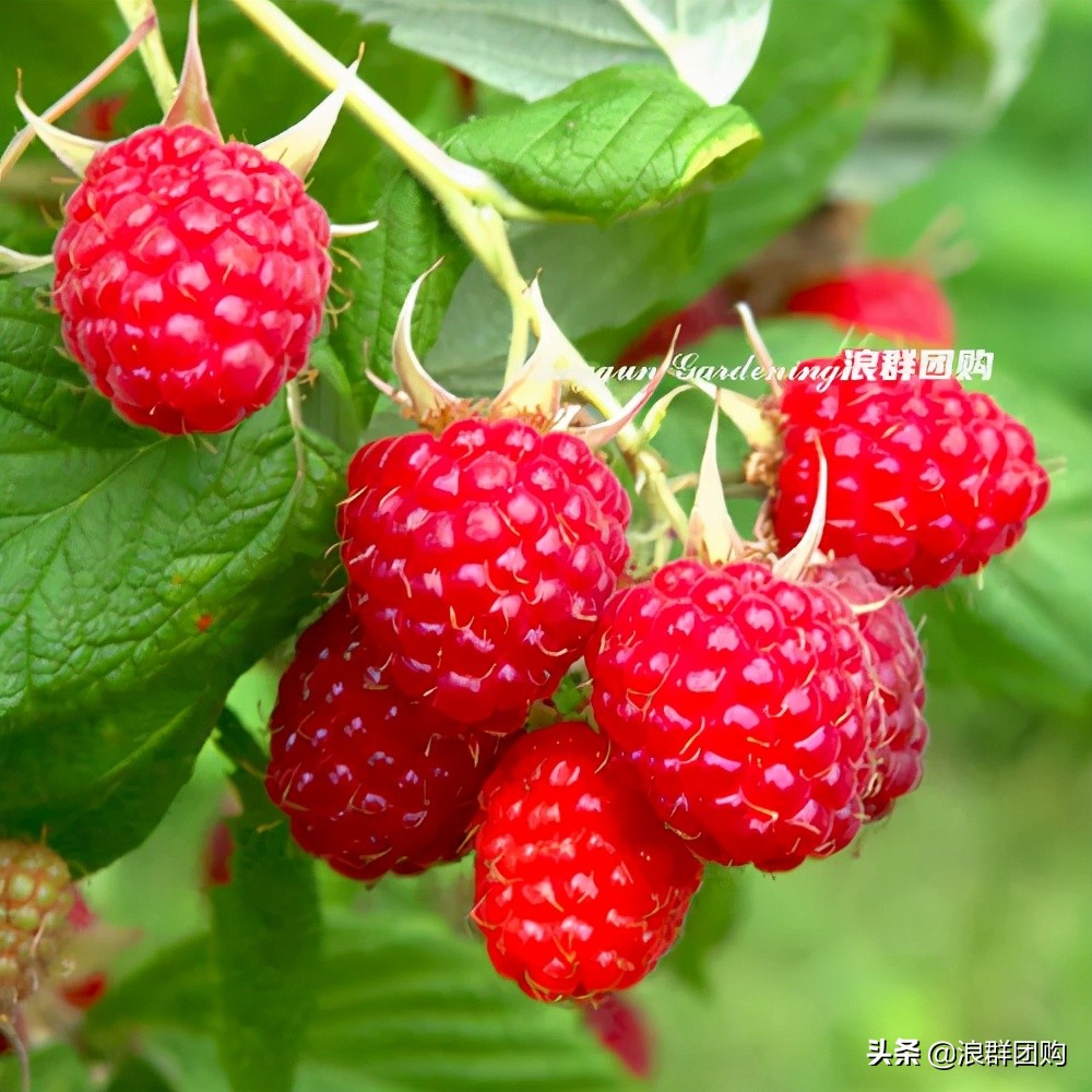 盆栽树莓能结多少果,盆栽果树一年可以长多高