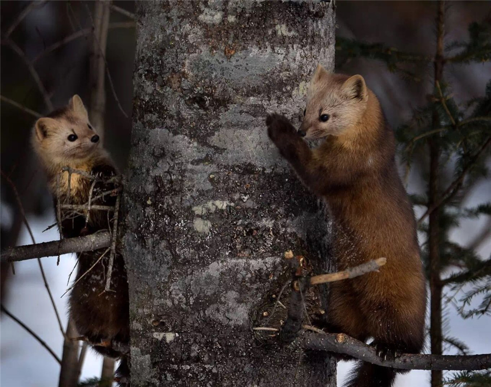 紫貂和紫貂宝宝,罕见紫貂现身长白山