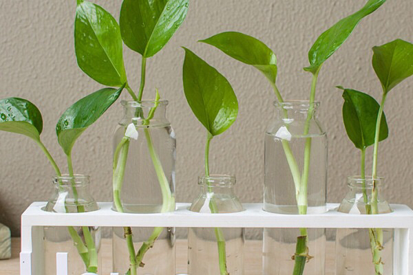 绿萝怎么养才能更旺盛叶小不绿,绿萝怎么养才能让它长得更茂盛