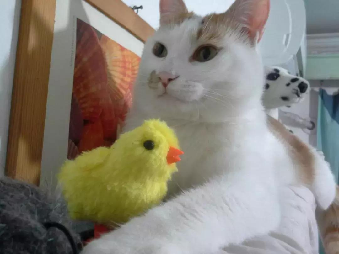 猫咪照顾小鸡,猫咪照顾主人尽职尽心