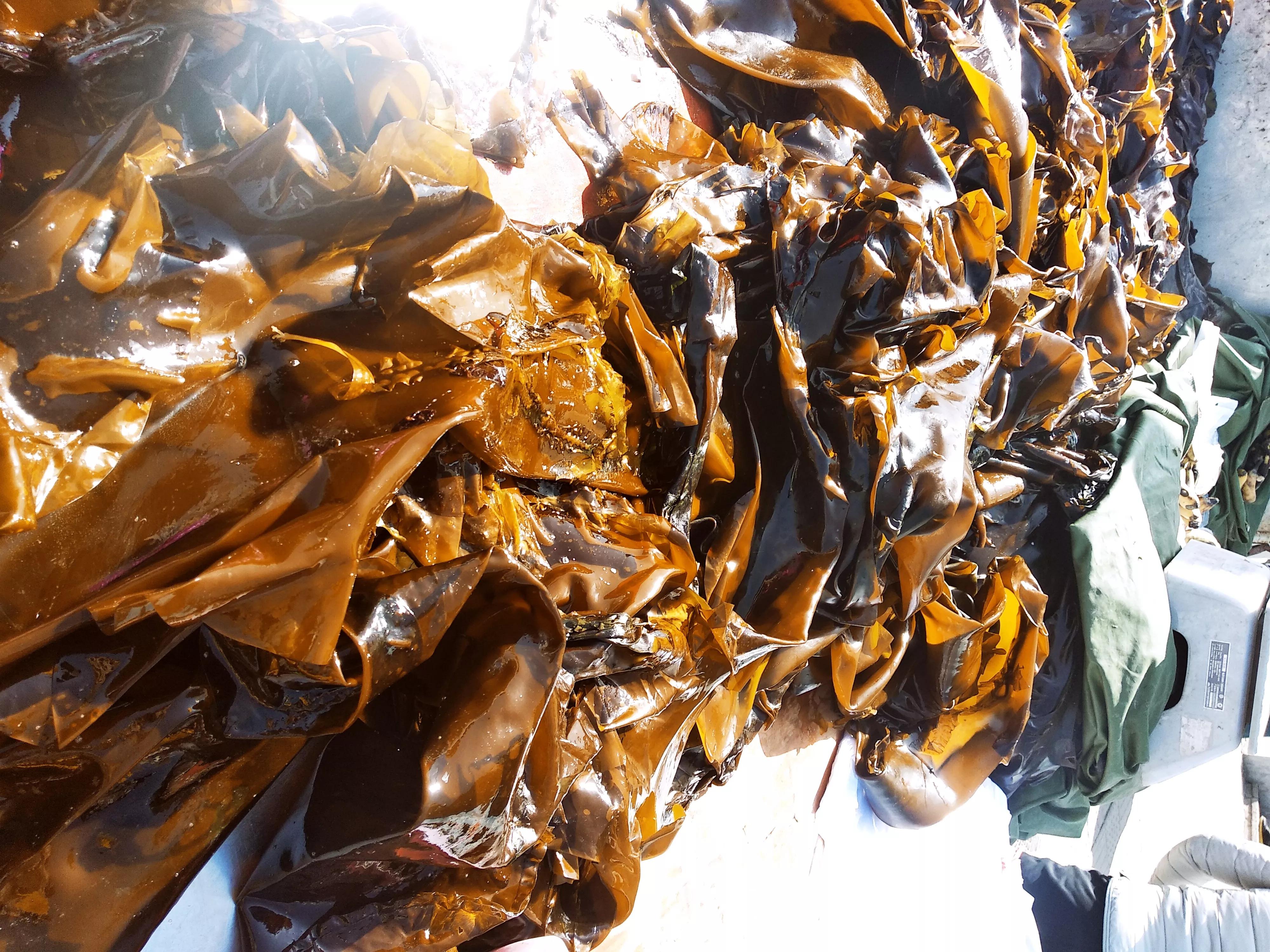 大连最好吃的海鲜品种,大连十大海鲜排名